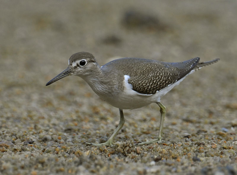 common sandpiper_DSC2487.jpg