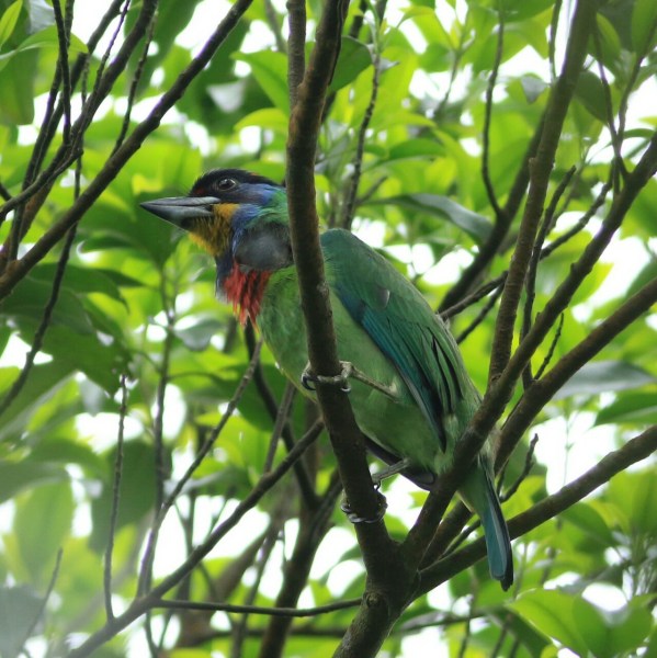 Chinese Barbet (3).jpg