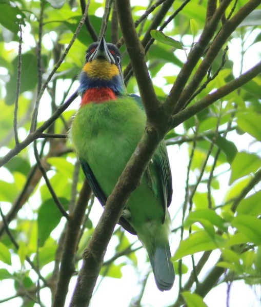 Chinese Barbet (4).jpg