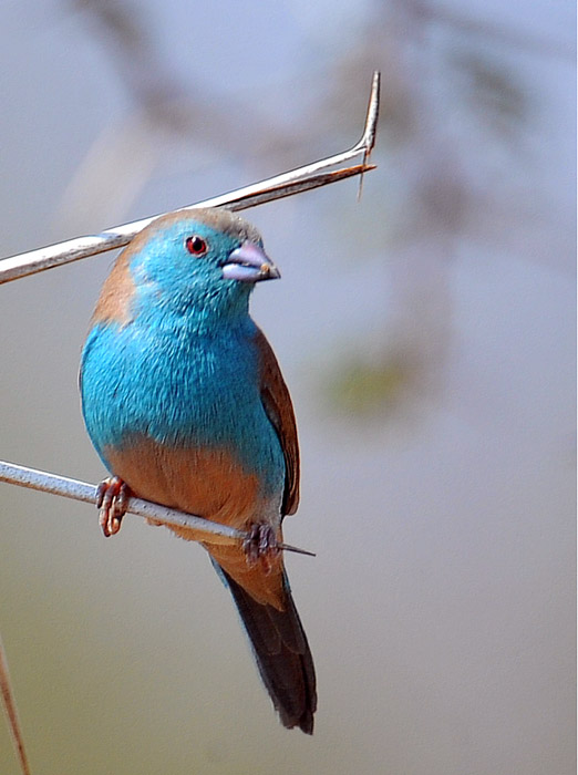 blue waxbill DSC_1316.jpg