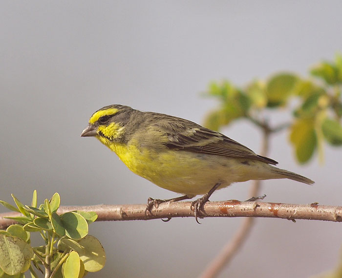 brimstone canary E420_8203455.jpg