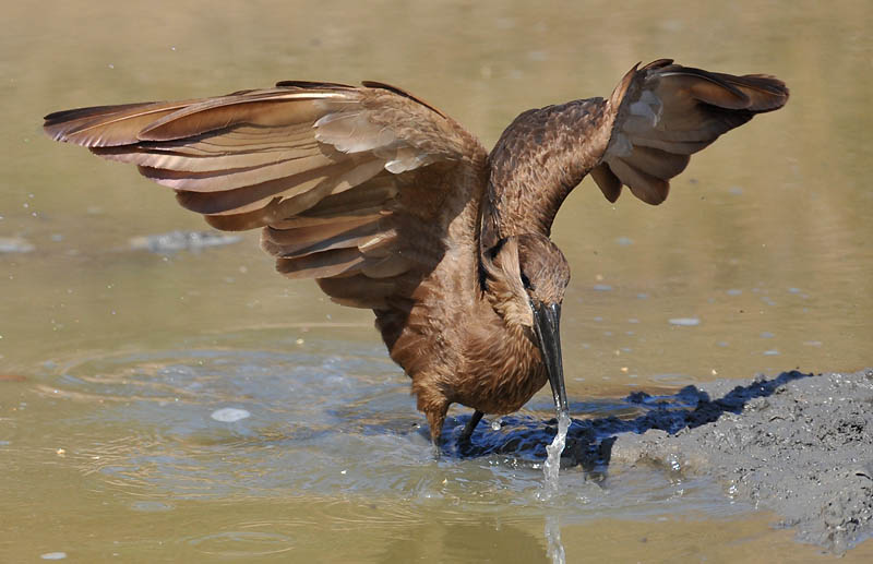 hammerkop DSC_3271.jpg