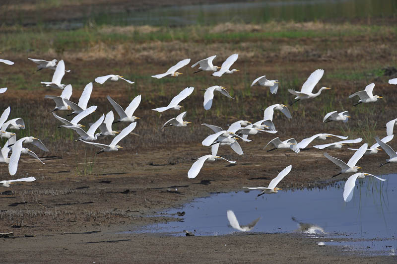 cattle egrets flight_DSC3076.jpg