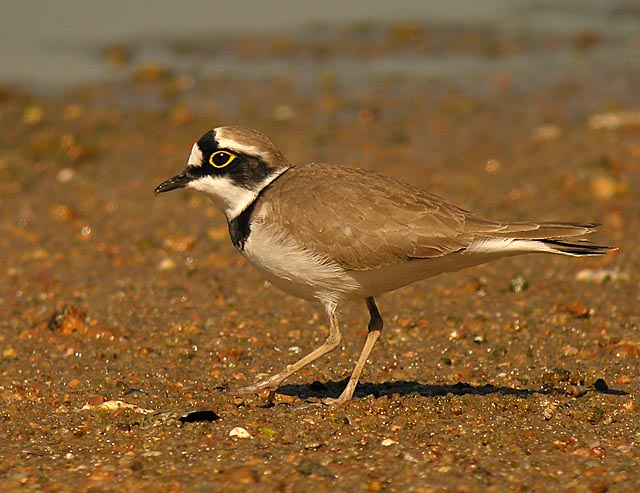 little ringed plover DSCN5141.jpg