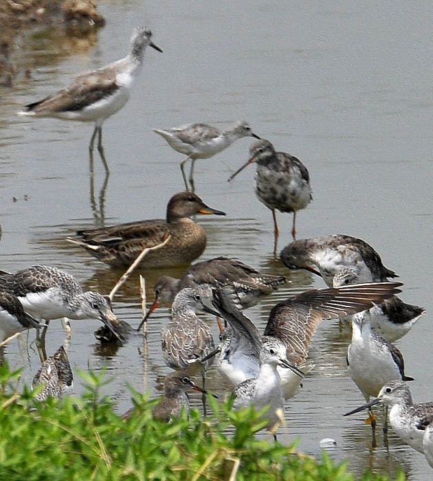 unknown duck waders_DSC5852.jpg