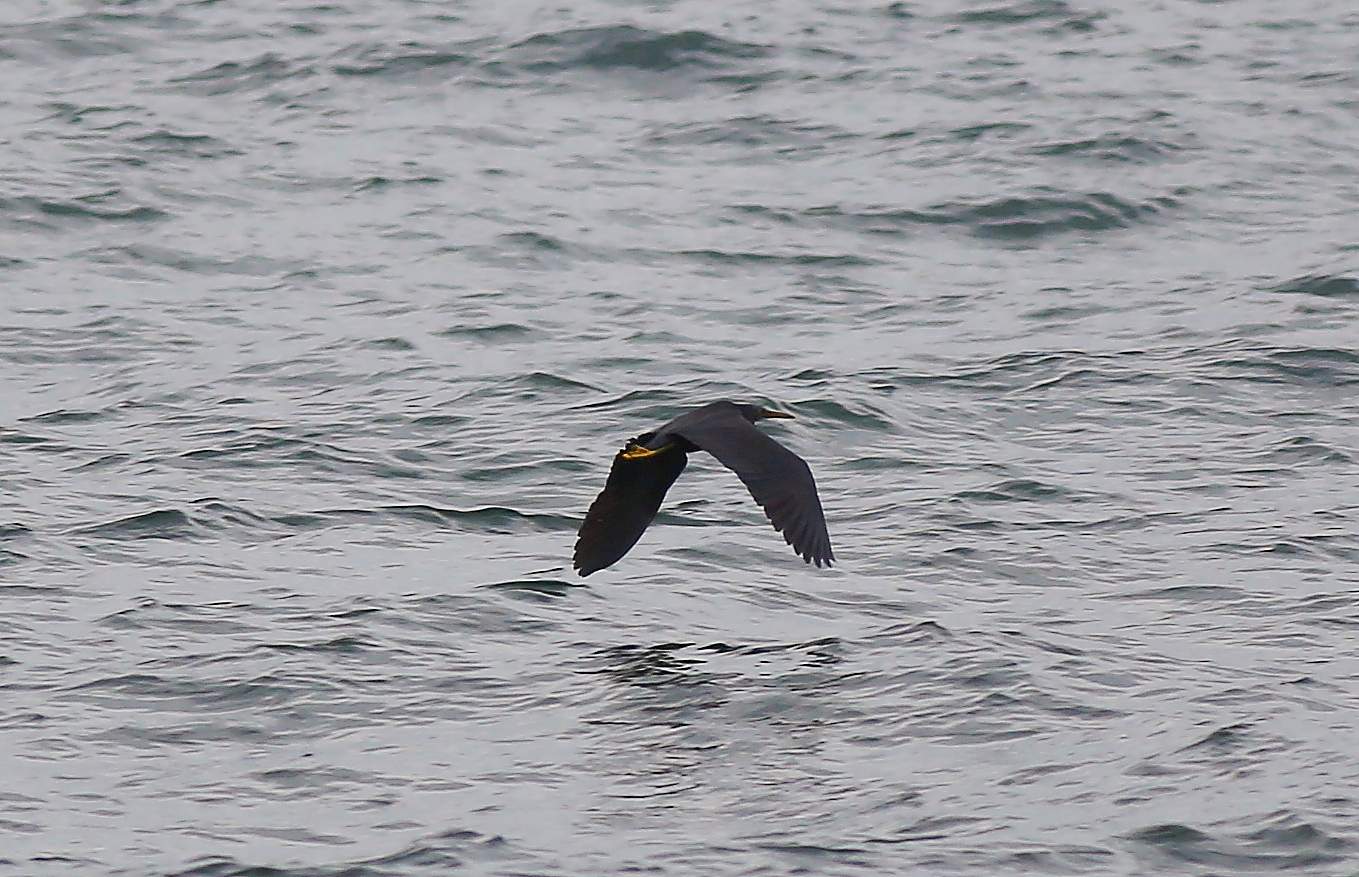 Reef Egret 岩鷺a.jpg