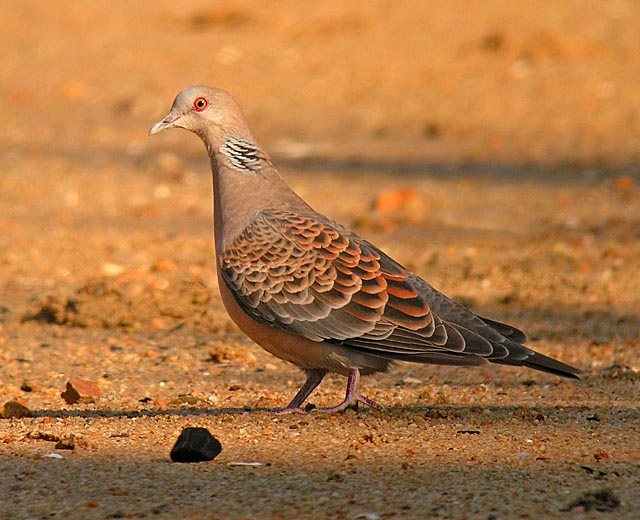 oriental turtle dove DSCN4955.jpg