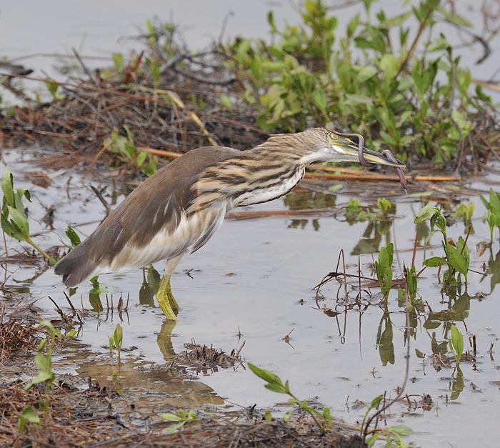 chinese pond heron eel_DSC8343.jpg