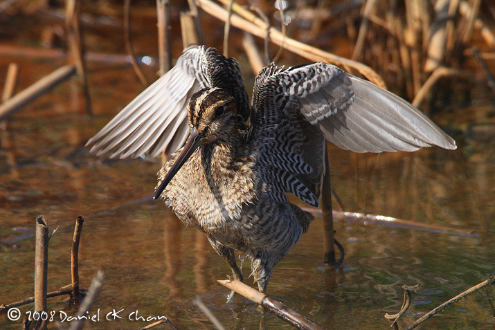 birds20080056_DCKC5983.jpg