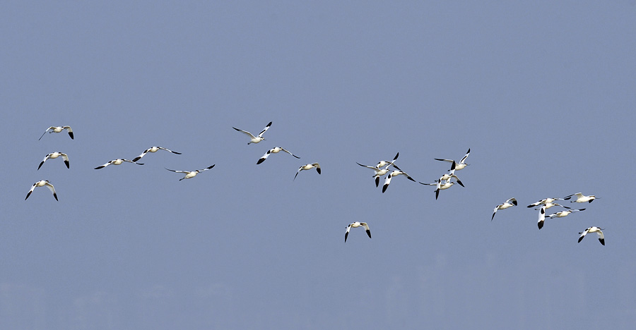 pied avocets flight_DSC0223.jpg