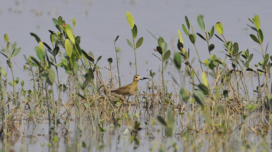 pacific golden plover_DSC1815.jpg