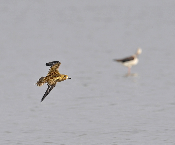 pacific golden plover flight_DSC1829.jpg