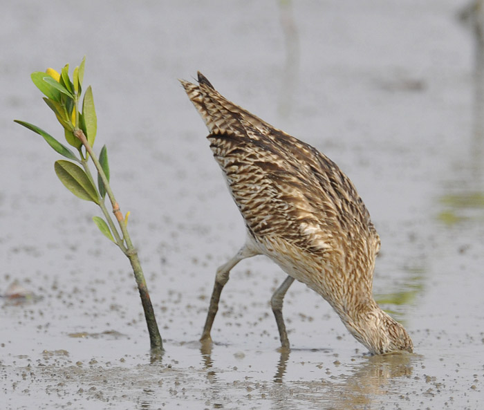 eurasian curlew feed_DSC1540.jpg