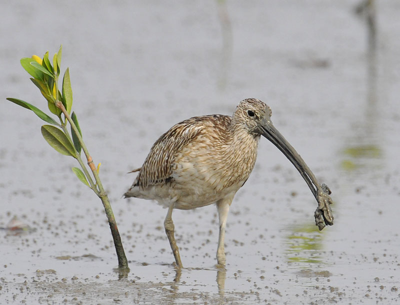 eurasian curlew crab_DSC1541.jpg