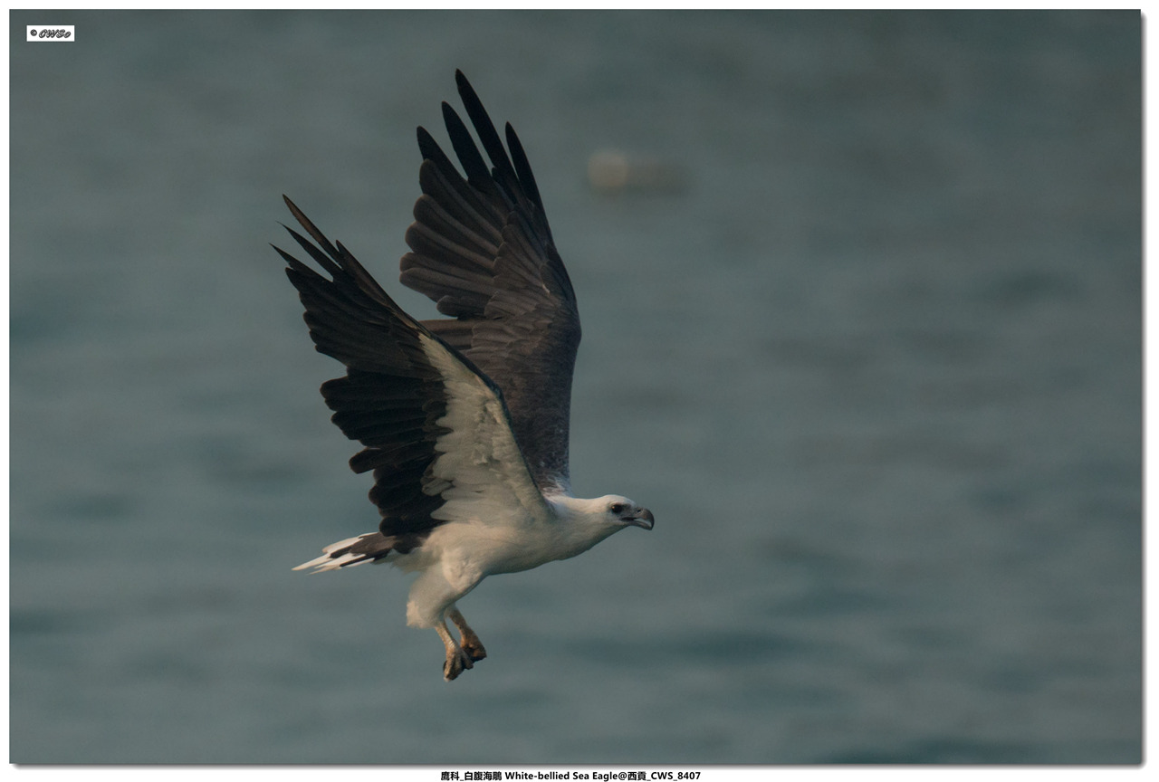 鷹科_白腹海鵰 White-bellied Sea Eagle@西貢_CWS_8407a.jpg