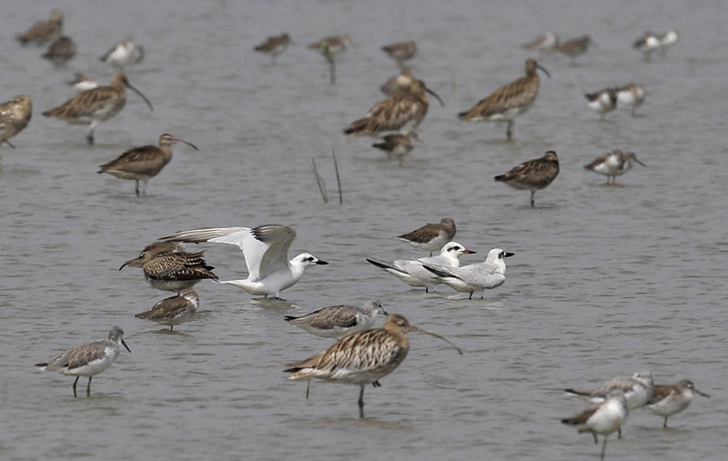 gull billed terns waders_DSC3565.jpg