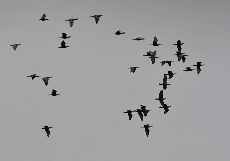 great cormorants arrival_DSC3762.jpg