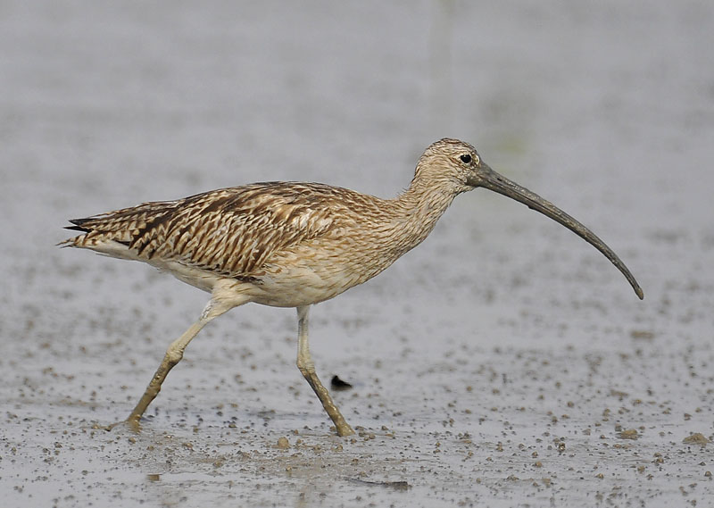 eurasian curlew_DSC1528.jpg