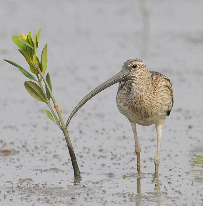 eurasian curlew mud_DSC1555.jpg