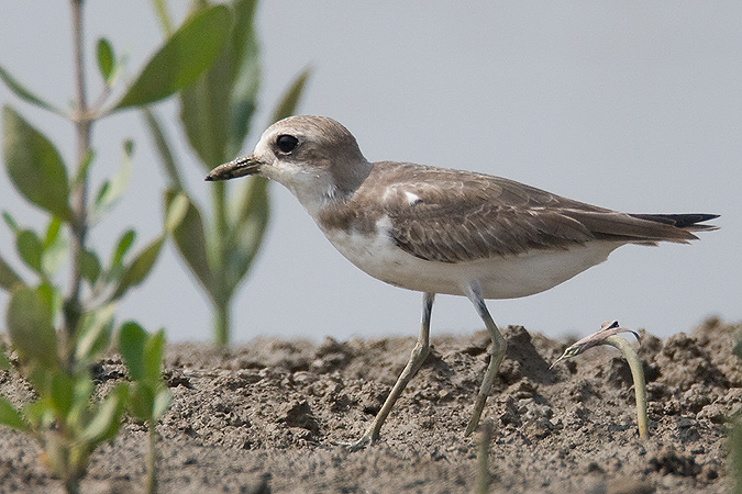 Sandplover.jpg