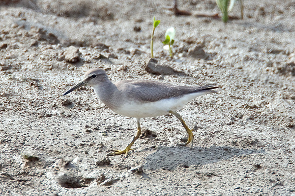 Grey-tailed-tattler.jpg