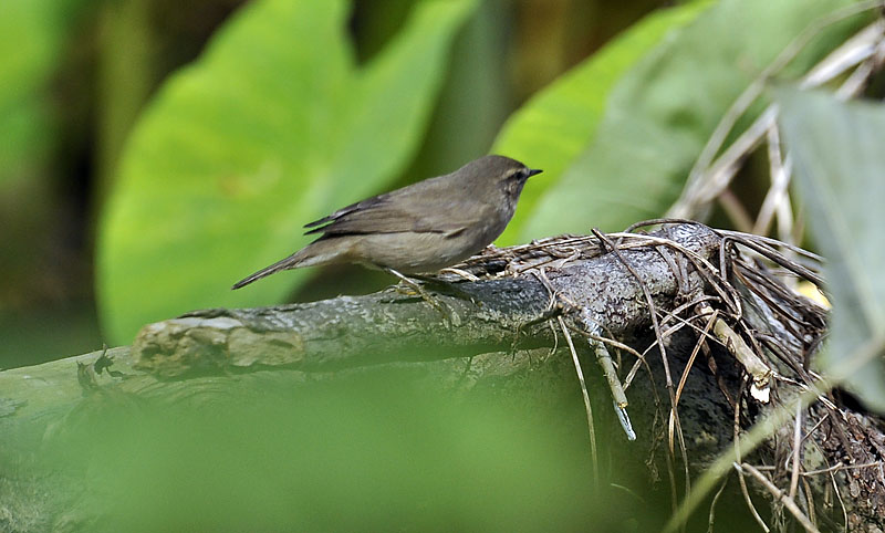 unknown warbler_DSC0212.jpg