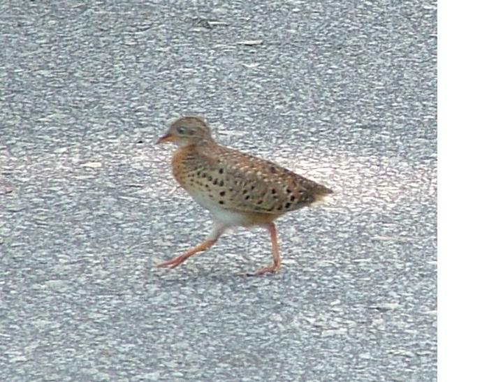 Yellow-legged Button-quail road.jpg