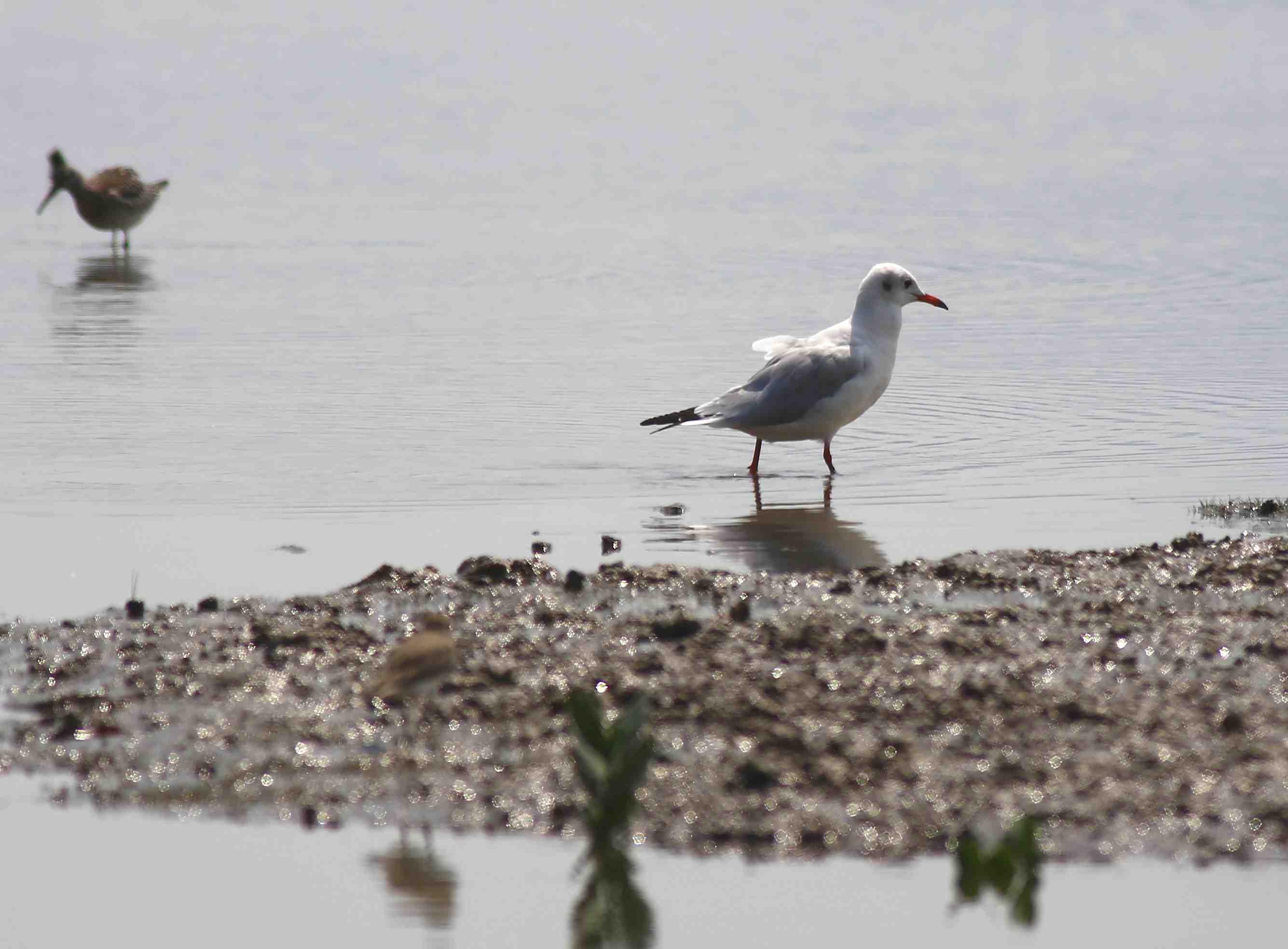 Black-headed Gull 紅咀鷗a.jpg