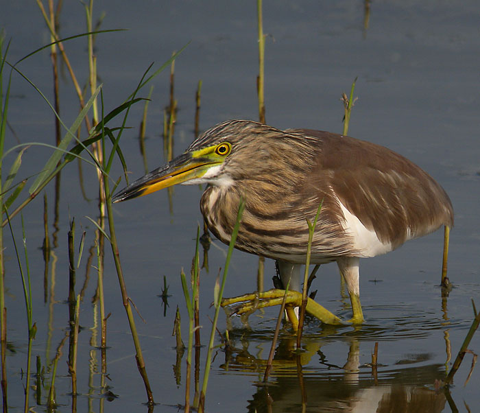 chinese pond heron P6000 DSCN0089.jpg