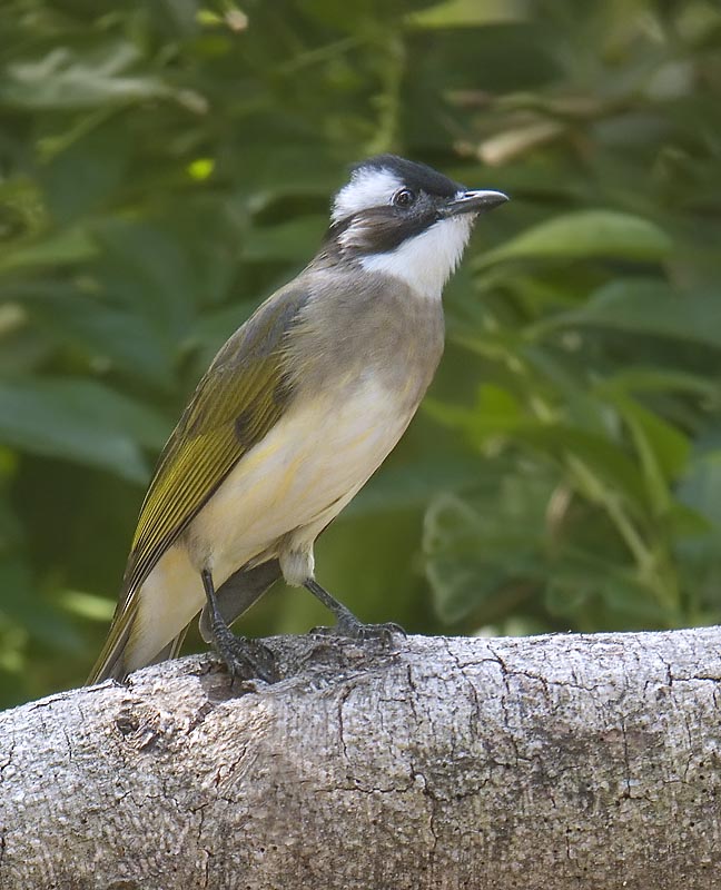 chinese bulbul P6000 raw crop nware P6000_9.jpg