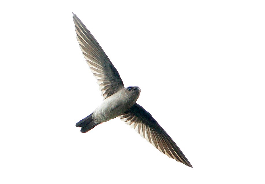 _62U1878himalayan-swiftlet.jpg