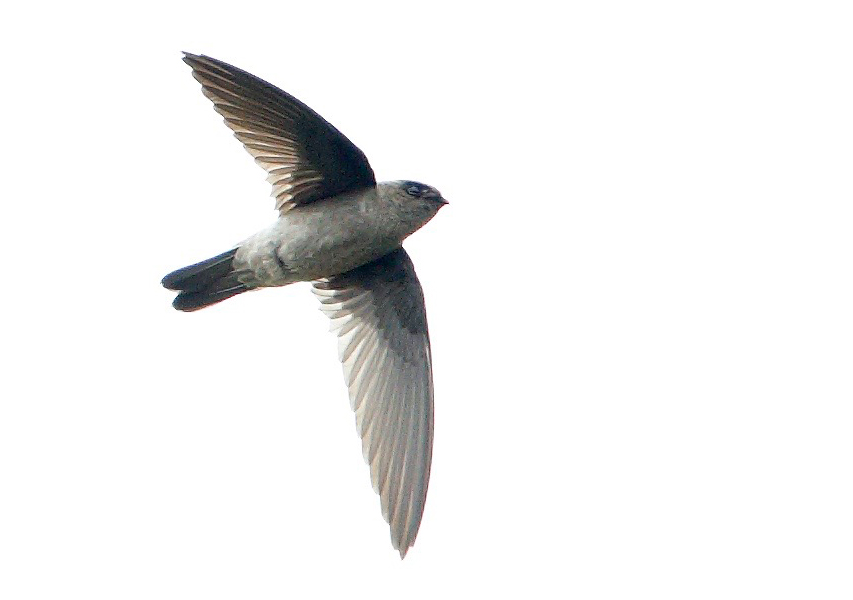 _62U1880himalayan-swiftlet.jpg