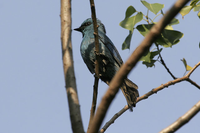 MaiPo_VerditerFlycatcher.jpg