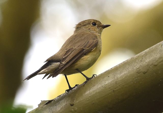 Taiga Flycatcher.jpg