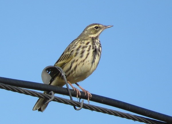 fb-Yunnan-bird6-pipit.jpg