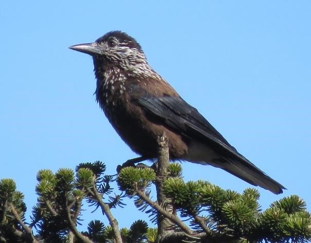 spotted nutcracker.jpg