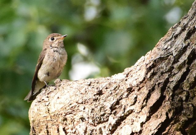 Asian Brown Flycatcher.jpg