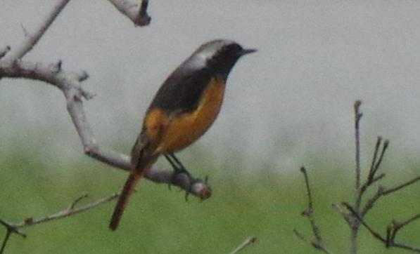 redstart.JPG