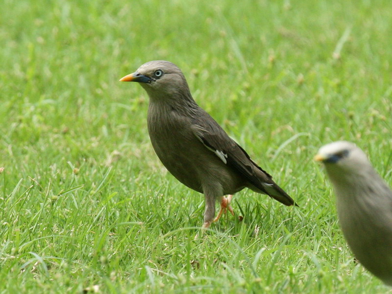 08377 Chestnut-tailed Starling 080501 2.jpg