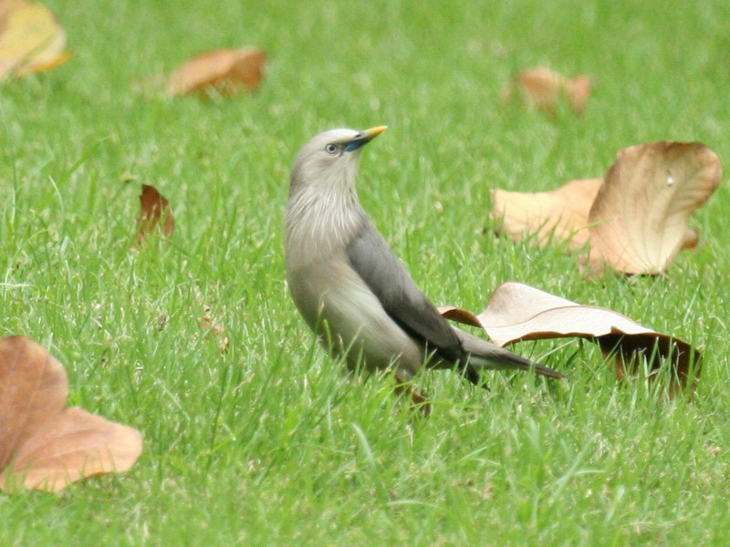 08377 Chestnut-tailed Starling 080501 1.jpg