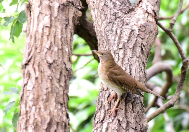 Pale Thrush.jpg