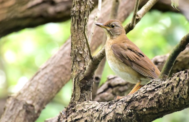 Pale Thrush.jpg