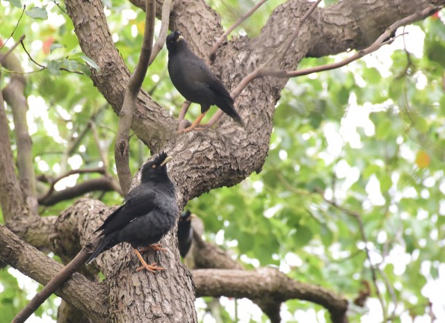 Crested Myna.jpg