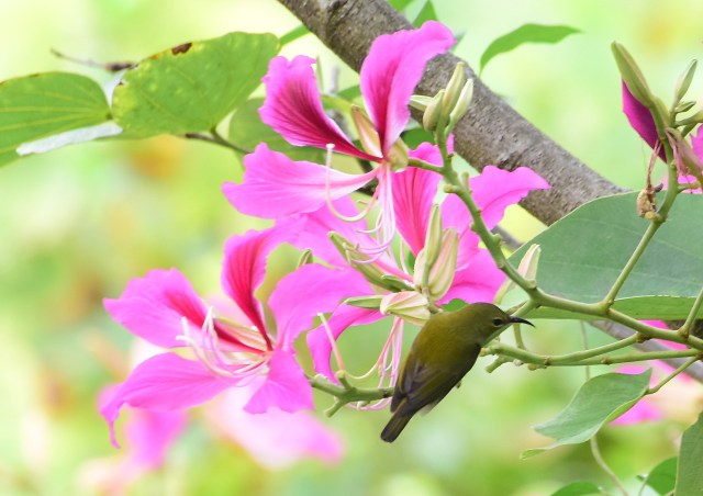 Female Fork-tailed Sunbird.jpg