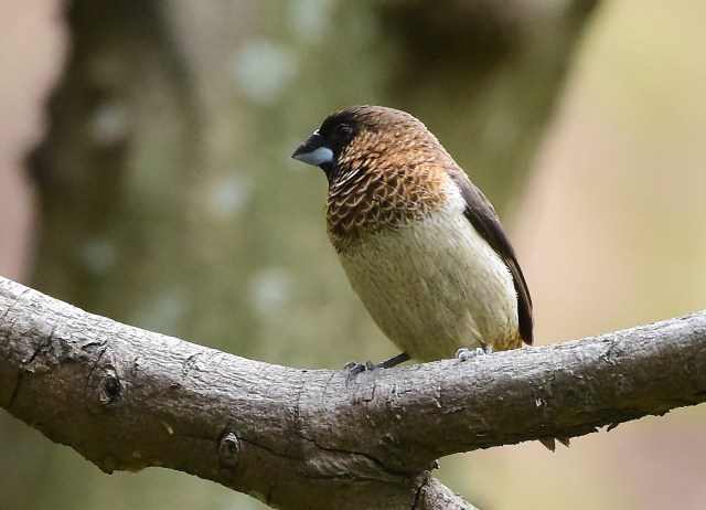 White-rumped Munia.jpg