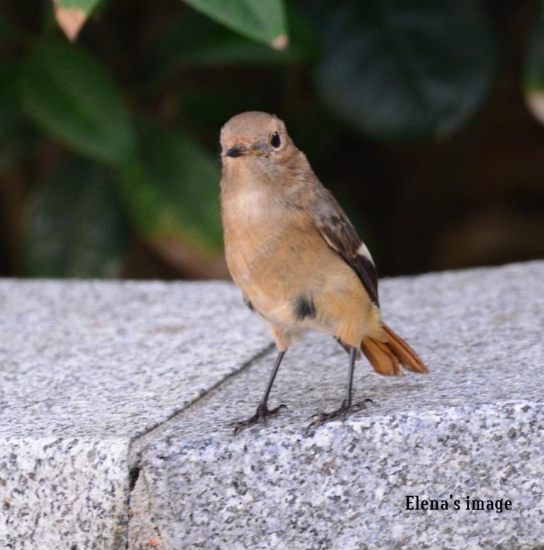 Daurian Redstart female.JPG