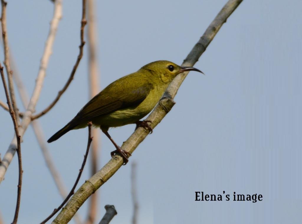 Fork_tailed Sunbird female.JPG