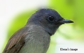 Black_naped Monarch.jpg