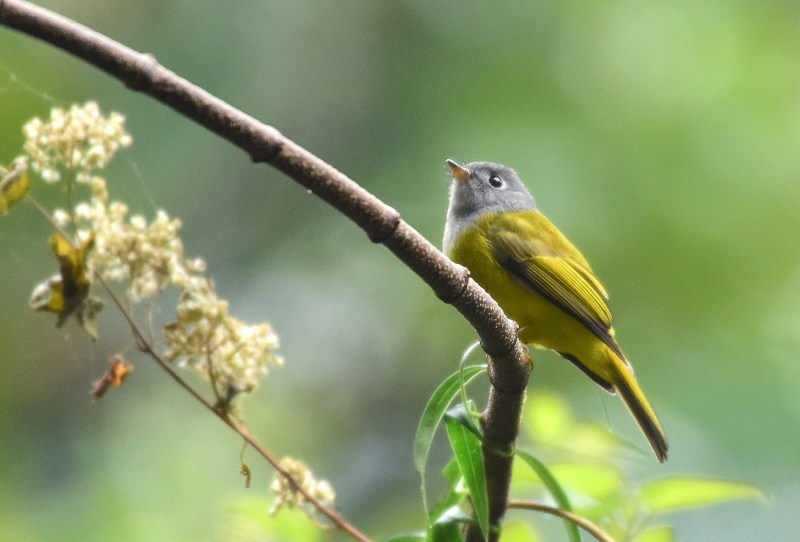 Grey-headed Flycatcher.jpg