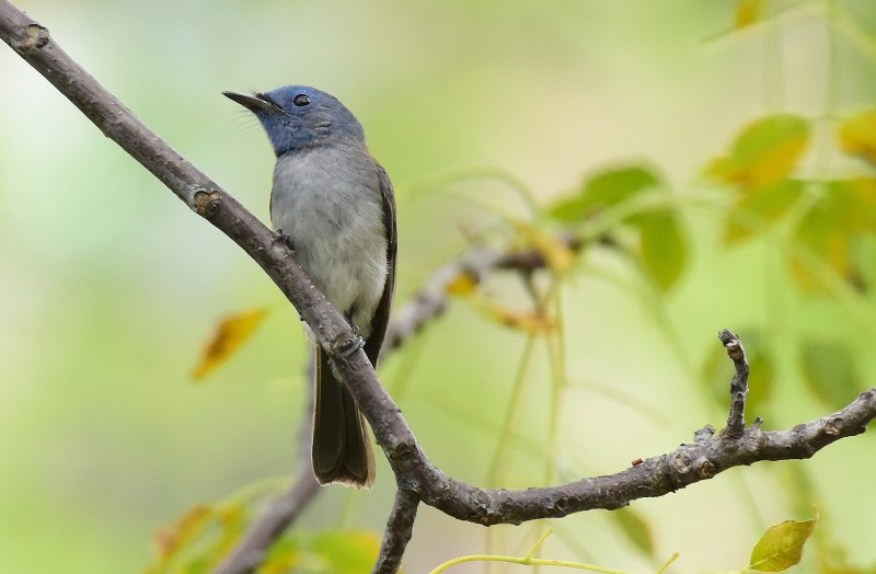 Black-naped Monarch (1).jpg